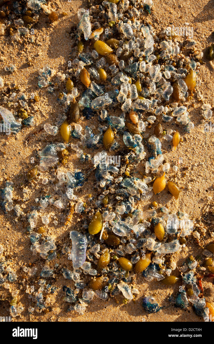 Schmeißfliegen und Algen angespült am Strand nach einem Sturm. Stockfoto