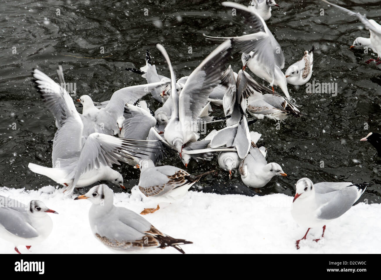 Vögel füttern im St James Park London England Great Britain UK Stockfoto