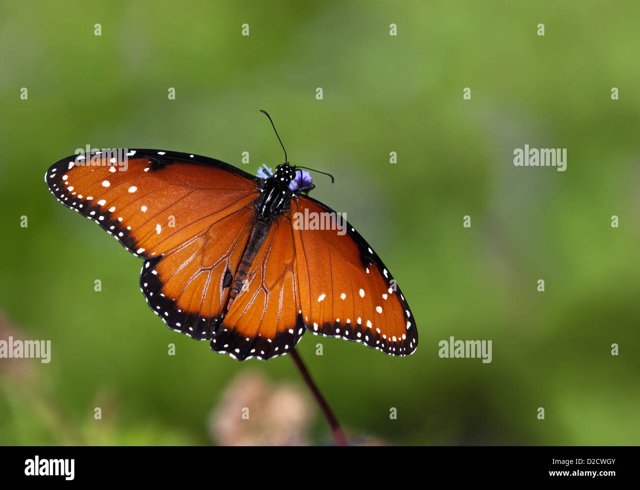 Königin-Schmetterling (Danaus Gilippus) Fütterung auf Gregg es Nebel Blumen vor grünem Hintergrund Stockfoto