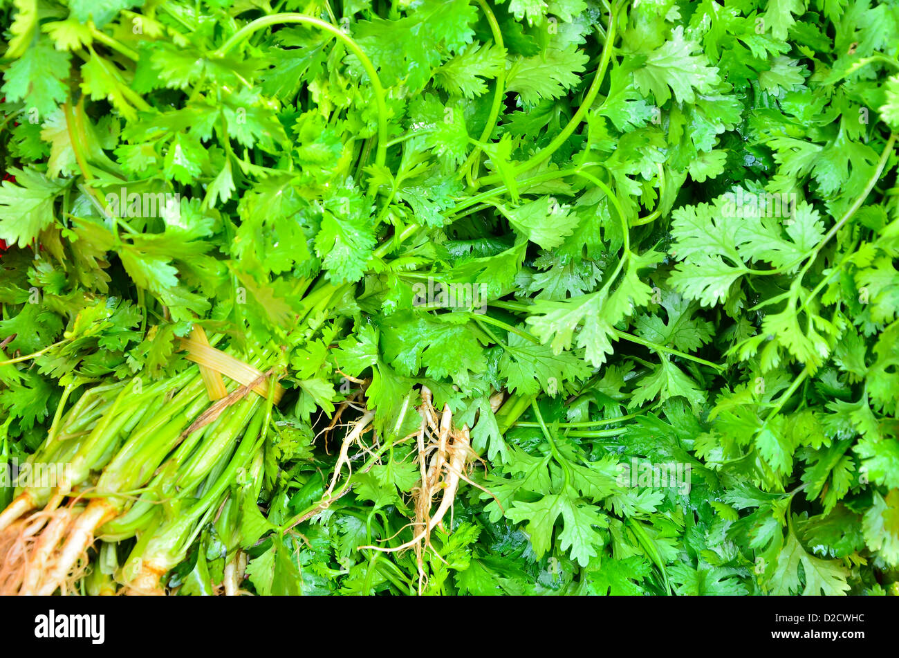 Koriander Kraut Blatt detail Stockfoto