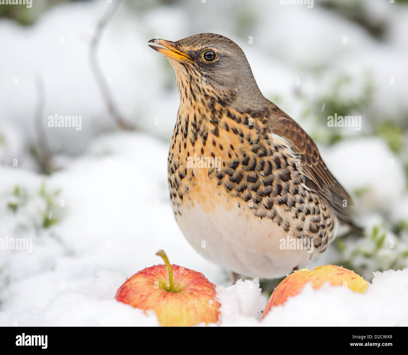 Nahaufnahme einer Wacholderdrossel (Turdus Pilaris) Schlemmen auf Äpfel während einer Coldsnap, UK Stockfoto