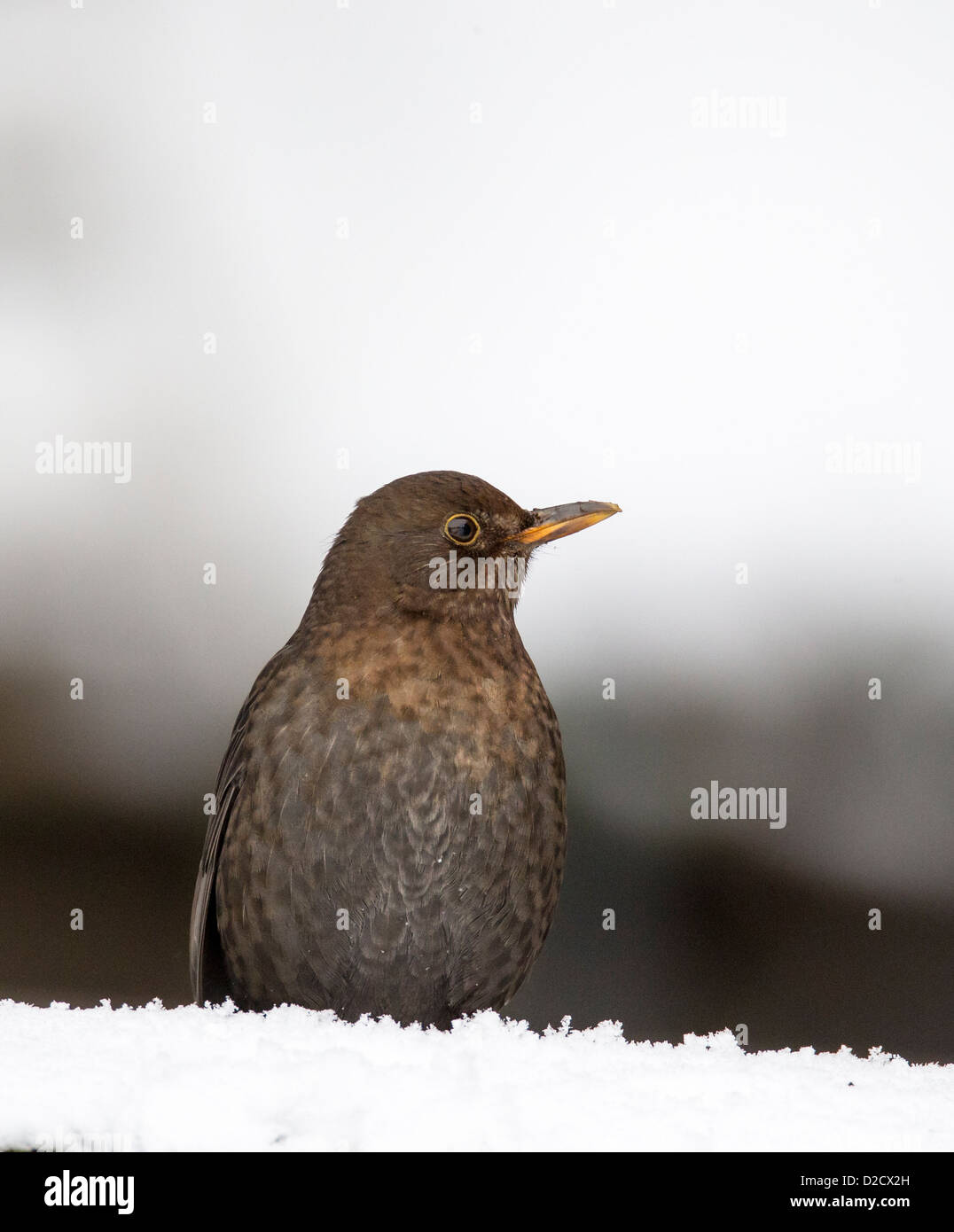 Gemeinsame oder eurasische Amsel (Turdus Merula) im Schnee Stockfoto