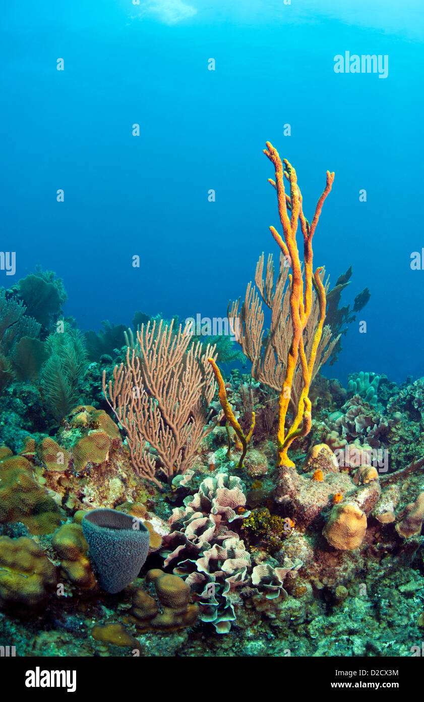 Korallenriff Unterwasser gelbes Seil Schwamm Stockfoto