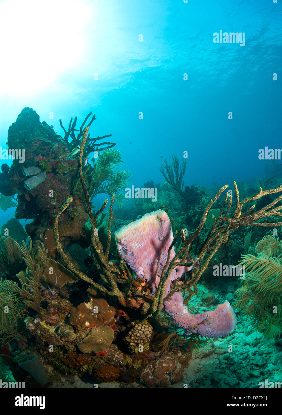 Korallenriff Unterwasser lila Vase Schwamm Stockfoto