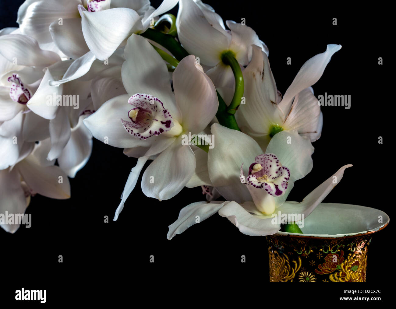 Cymbidium oder Boot Orchideen ist eine Gattung von 52 immergrünen Arten in der Familie Orchidee Orchidaceae Stockfoto