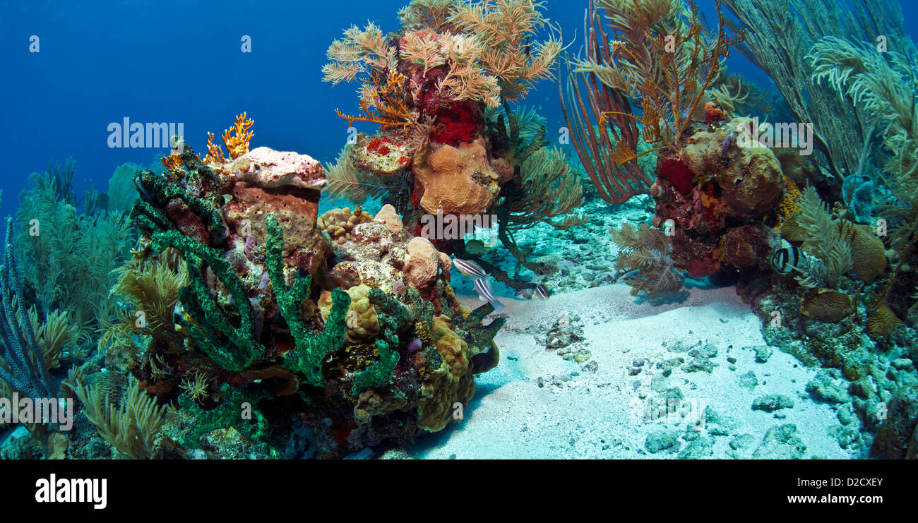 Coral Reef unter Wasser vor der Küste von Roatan, Honduras Stockfoto
