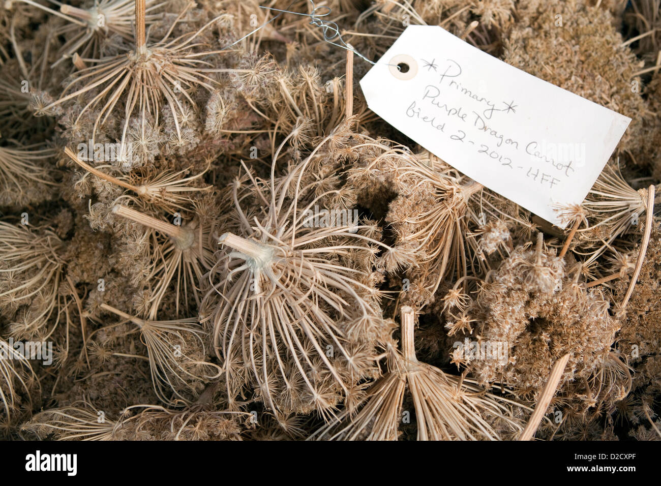 Organic Lila Karotten Samen Sorte Purple Dragon Gesammelt Die Fur Den Verkauf An Die Landwirte Stockfotografie Alamy