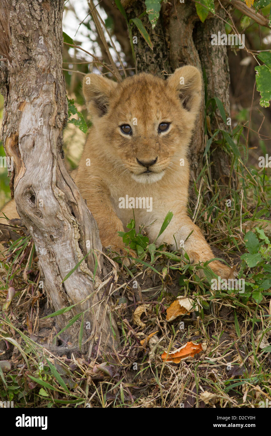 Löwenjunges sitzen in Croton Büschen in Masai Mara (Panthera Leo) Stockfoto