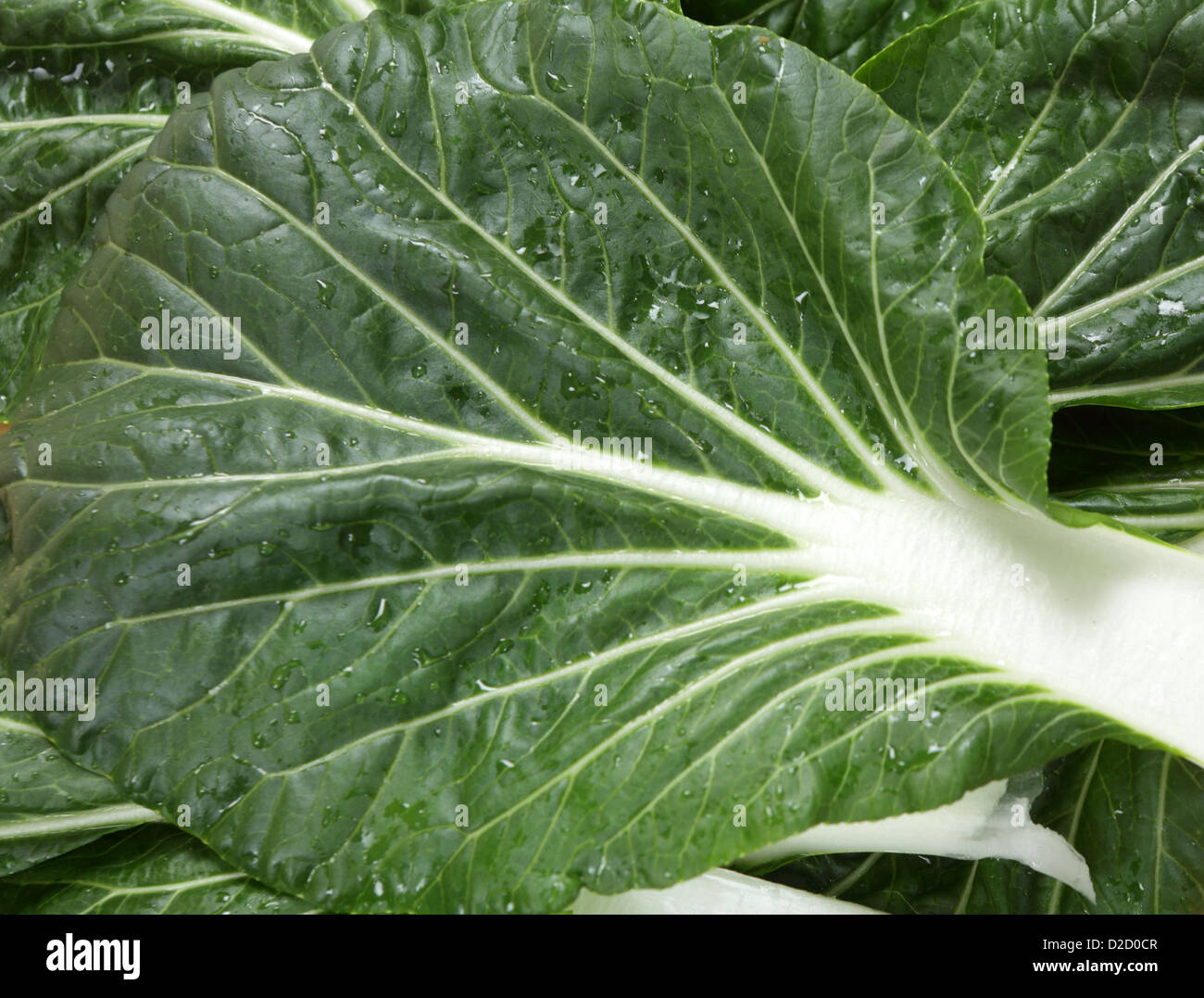 Blätter des äußerst beliebten asiatischen Gemüses bekannt als Bok Choy, Pak-Soi oder Chinakohl im Westen, Stockfoto