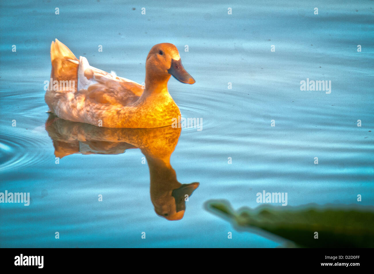 Enten am See Morton in Lakeland, Florida. Stockfoto