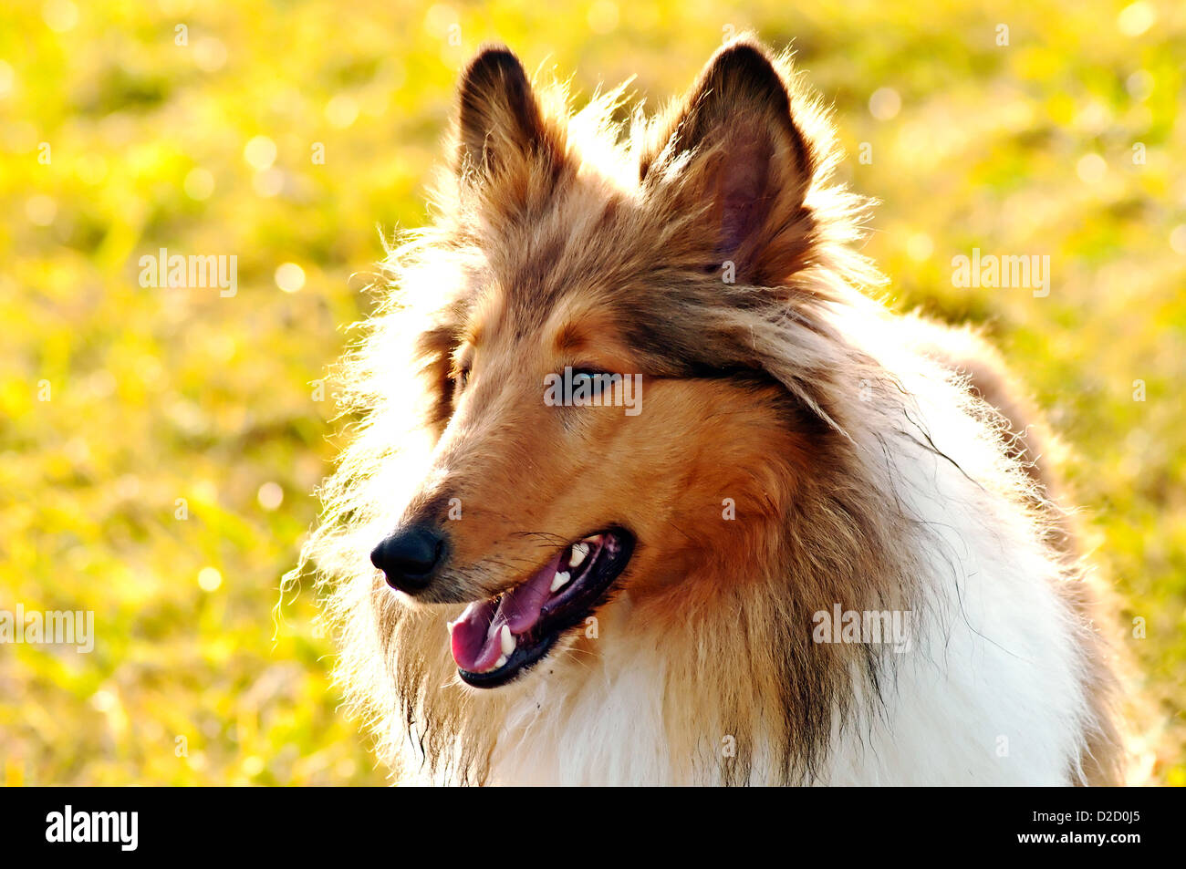 Amerikanische wahr gezüchtet Collie Hund Stockfoto