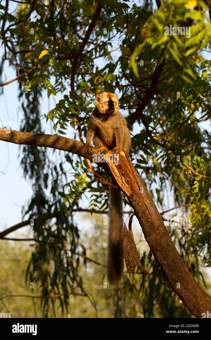 Rot konfrontierte braune Lemur Eulemur Rufifrons sitzt in einem Baum Stockfoto