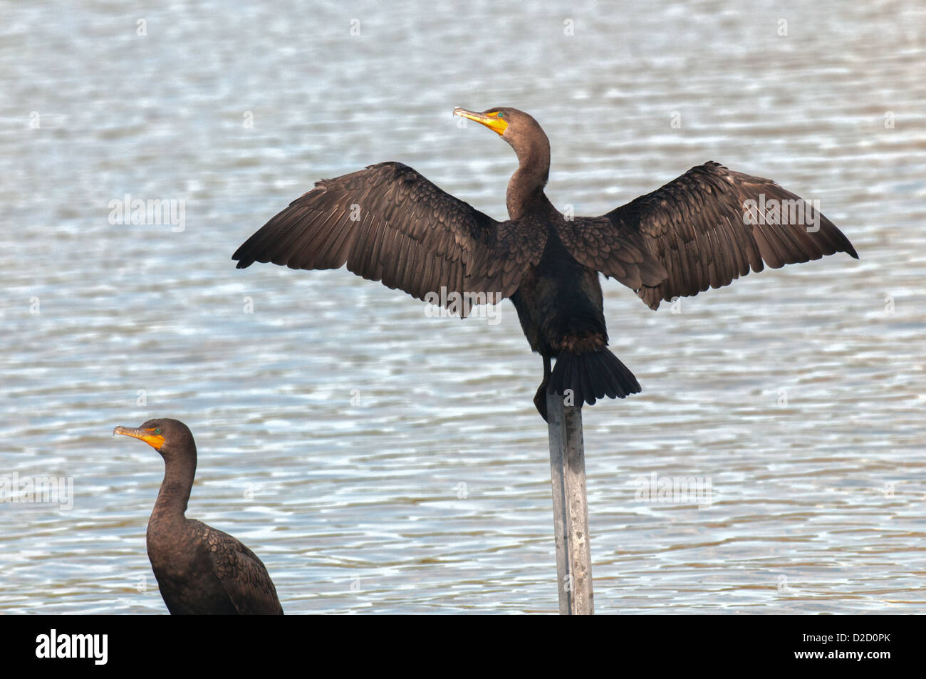 Kormorane am See Morton in Lakeland, Florida. Stockfoto