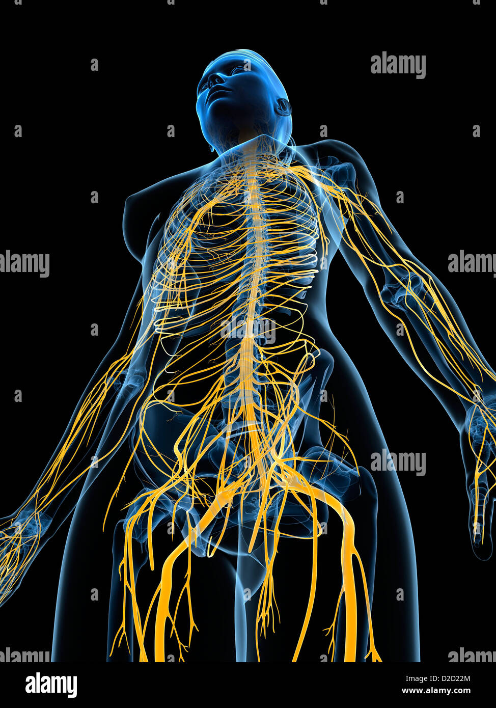 Weibliche Nervensystem Computer Grafik Stockfoto
