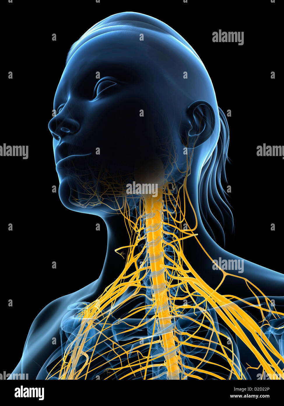 Weibliche Nervensystem Computer Grafik Kopf und Schultern Stockfoto