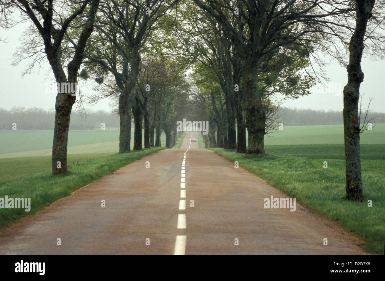 Frankreich. Lucenay-Le-Duc. Von Bäumen gesäumten Landstrasse (mit Auto) entlang der D19. Stockfoto