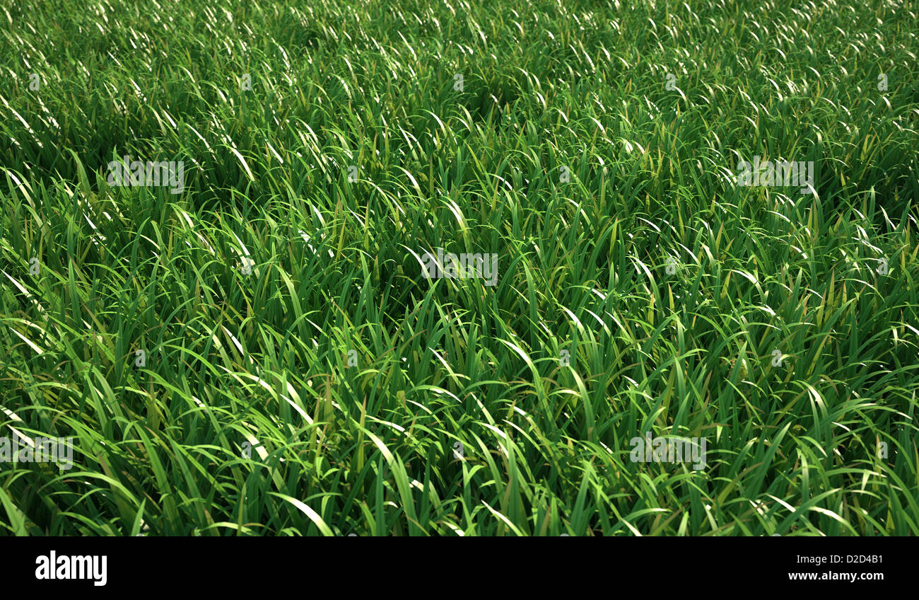 Grass Wiese Computer Grafik Stockfoto