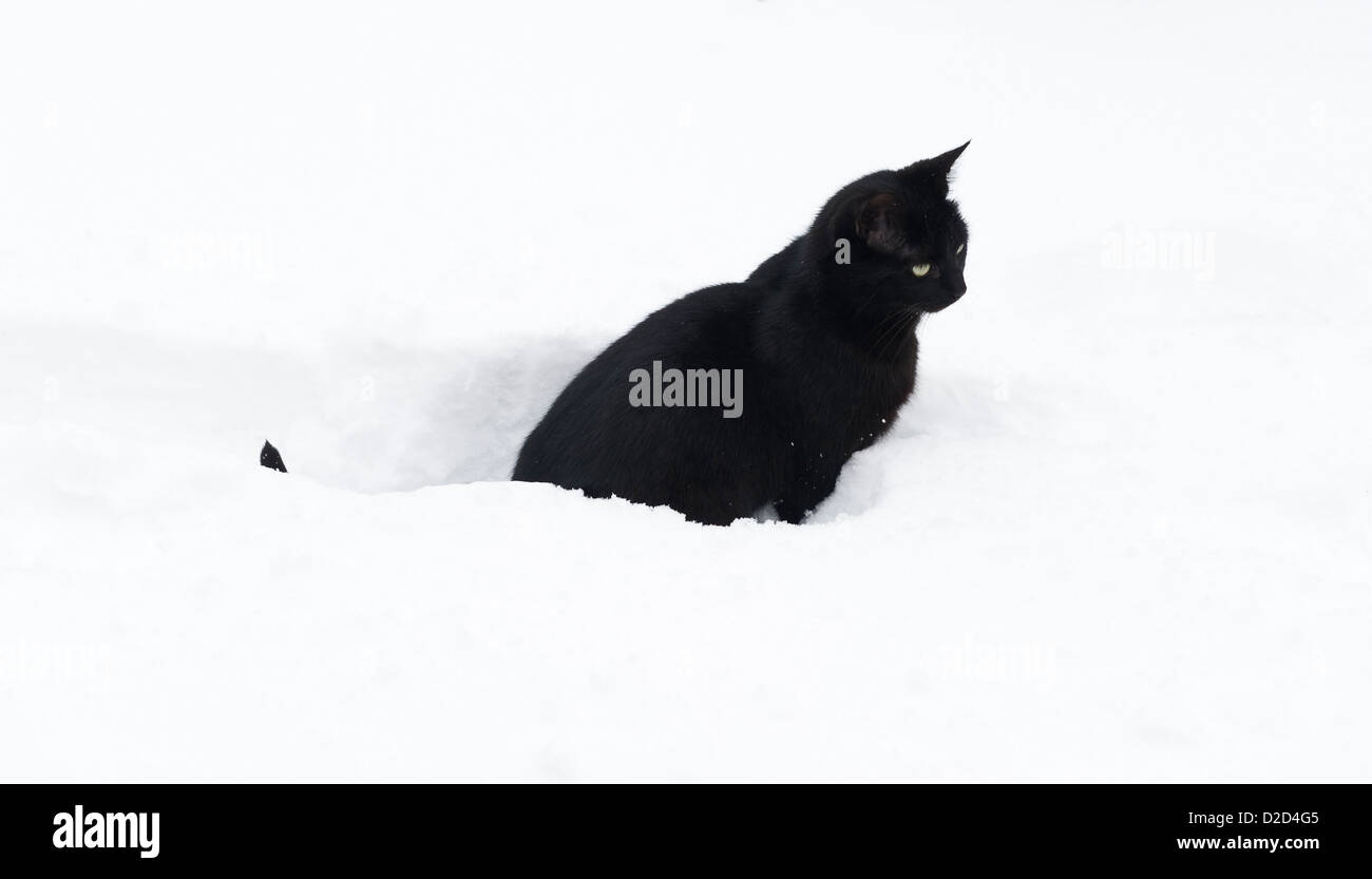Eine schwarze Katze im tiefen Schnee, Winter, Großbritannien Stockfoto