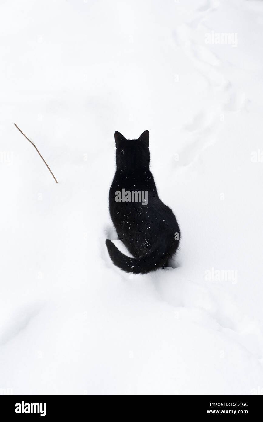 Eine schwarze Katze im Schnee, Winter, Großbritannien Stockfoto