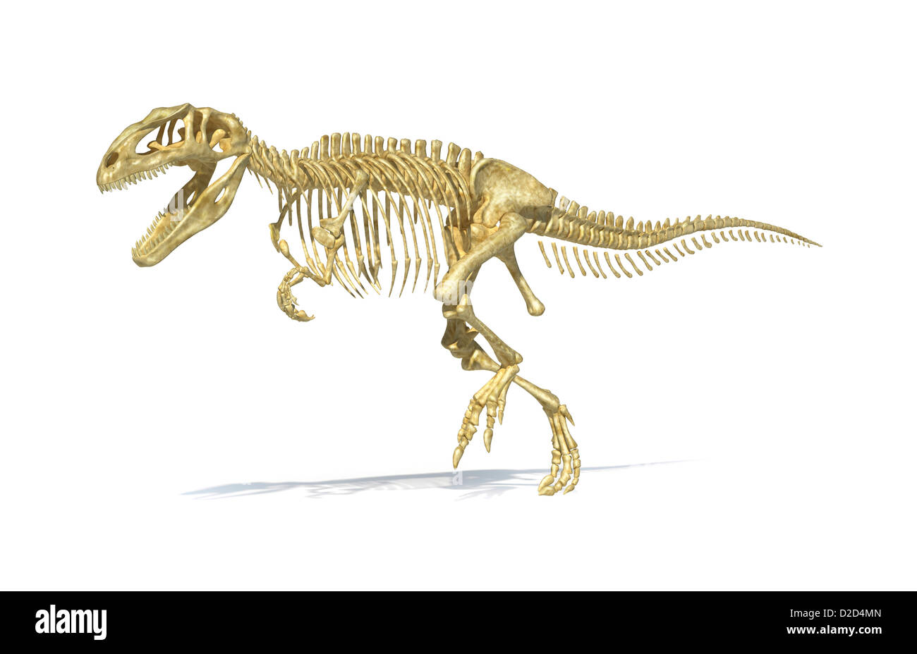 Giganotosaurus Dinosaurier Skelett Raubsaurier Kreidezeit Stockfoto