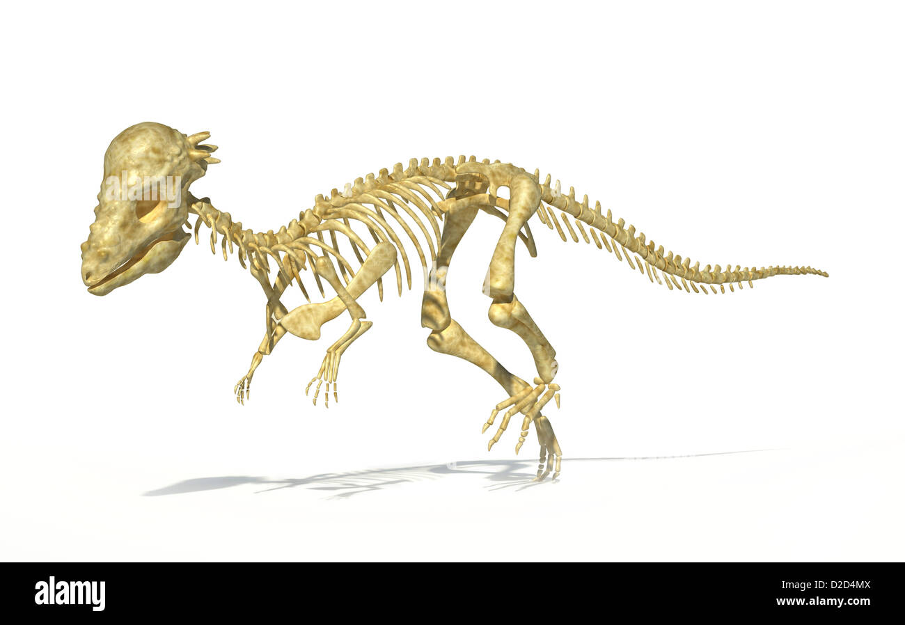 Pachycephalosaurus Dinosaurier-Skelett USA in das Taxon Phase der späten Kreidezeit Stockfoto