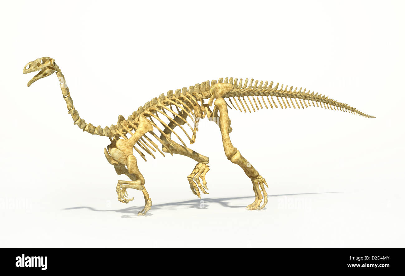 Plateosaurus Dinosaurier Skelett pflanzenfressenden Dinosaurier Bergsystem Phase der späten Trias Stockfoto