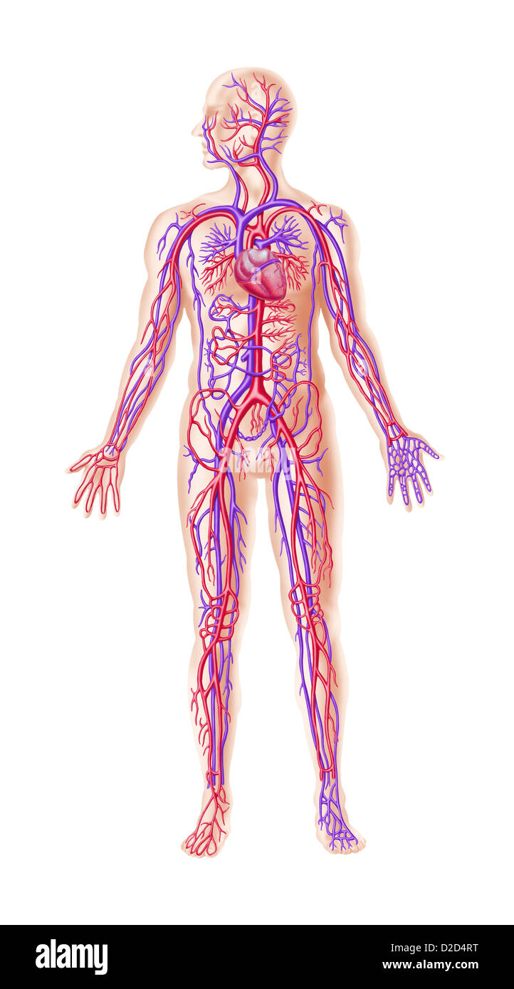 Menschliches Herz-Kreislauf-System Computer Grafik Stockfoto