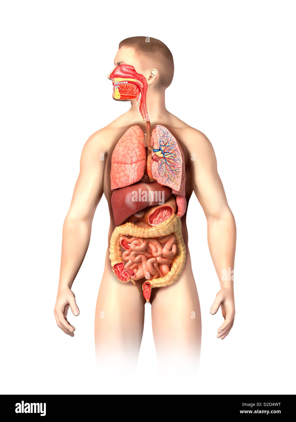 Männliche Anatomie Computer Grafik Stockfoto