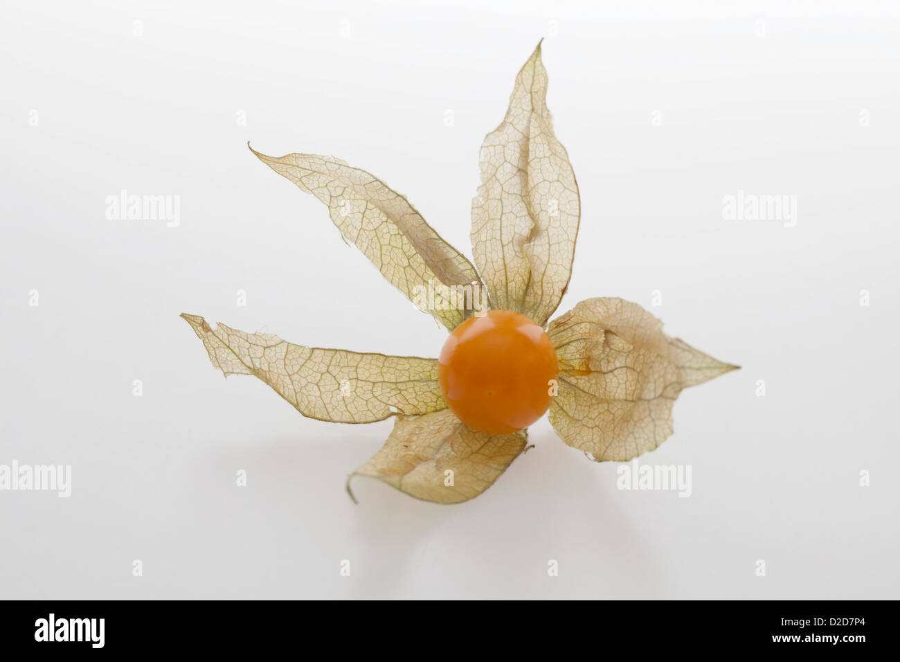 Physalis-Frucht (Kap-Stachelbeere) Stockfoto