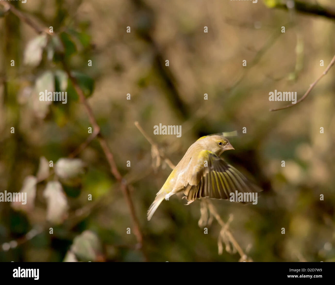 Zuchtjahr Chloris - Grünfink. Schöner Garten Vogel in Europa Stockfoto