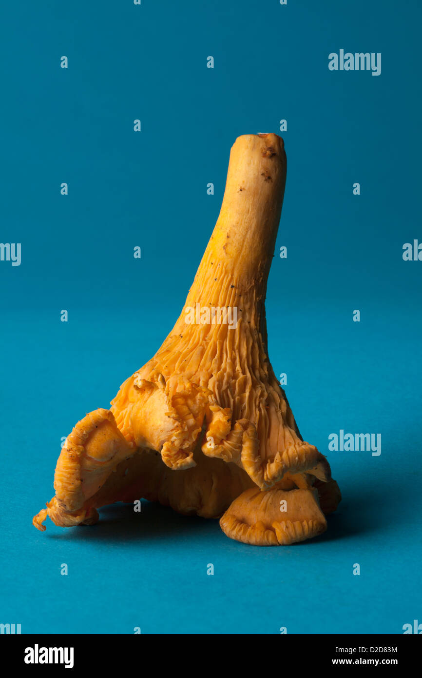 Einen einzigen Pfifferling Pilz auf blauem Hintergrund Stockfoto