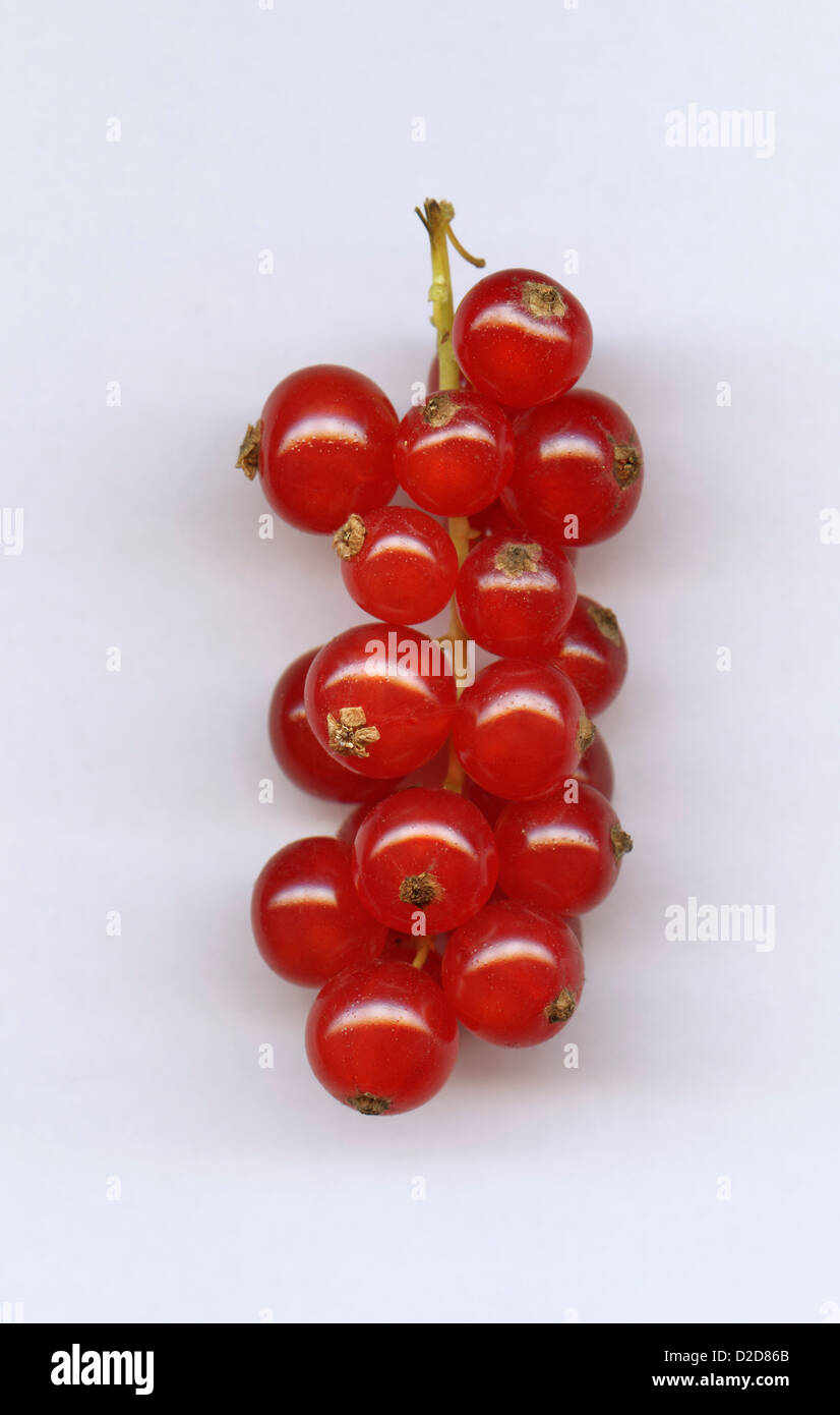 Eine Reihe von roten Johannisbeeren, Nahaufnahme Stockfoto