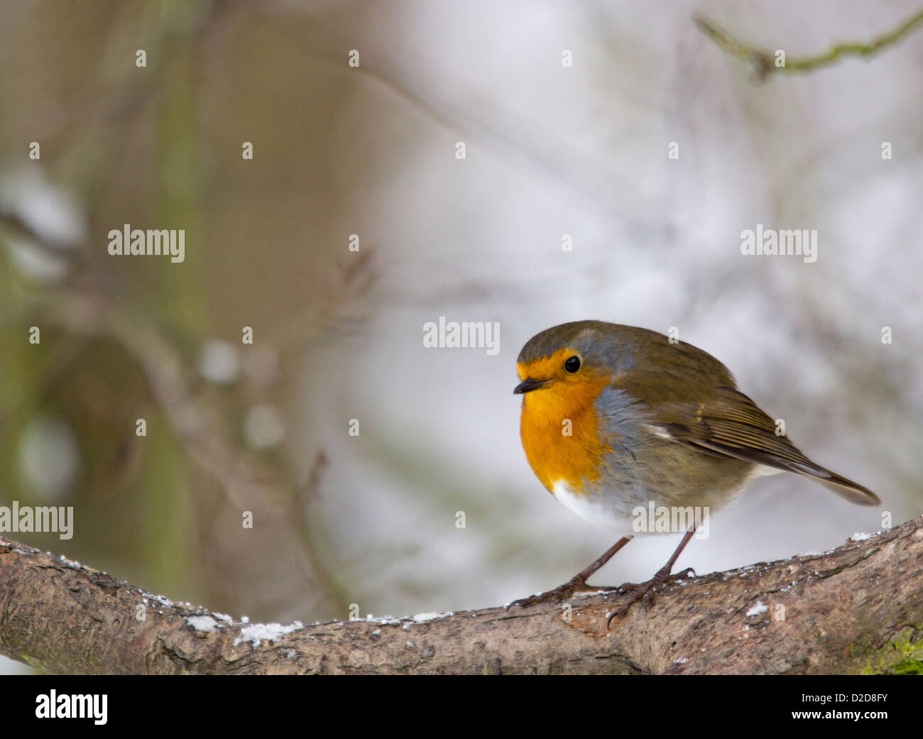 Robin im Schnee Stockfoto