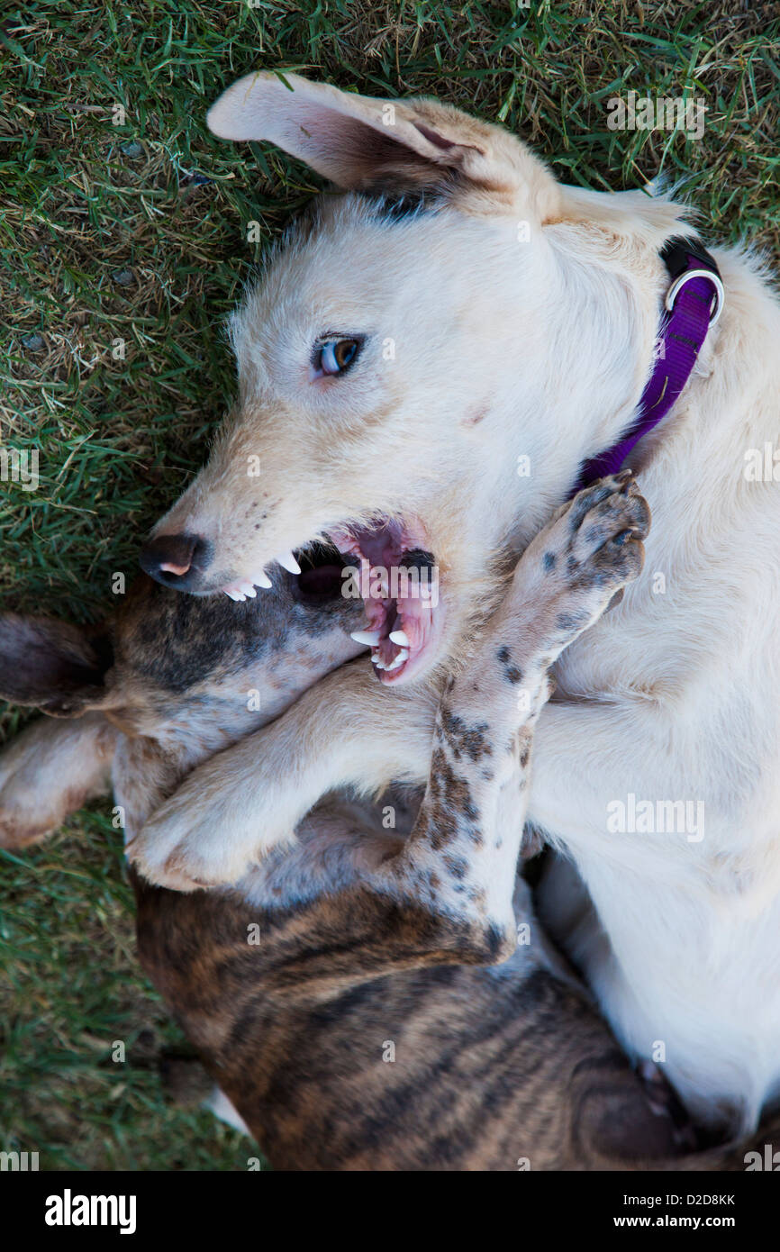 Zwei Hunde kämpfen Stockfoto