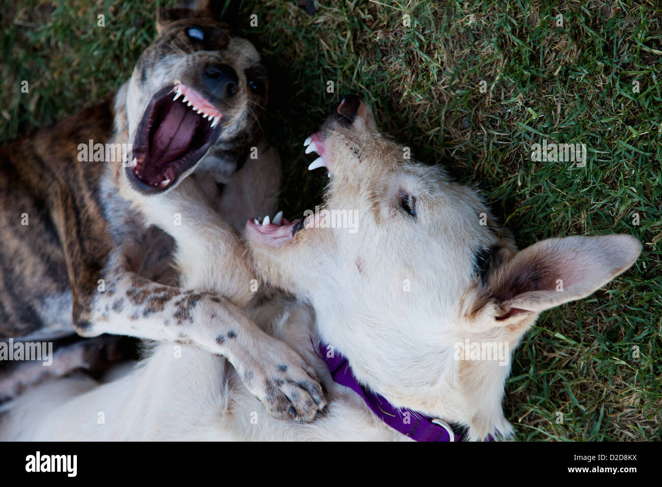 Zwei Hunde kämpfen Stockfoto