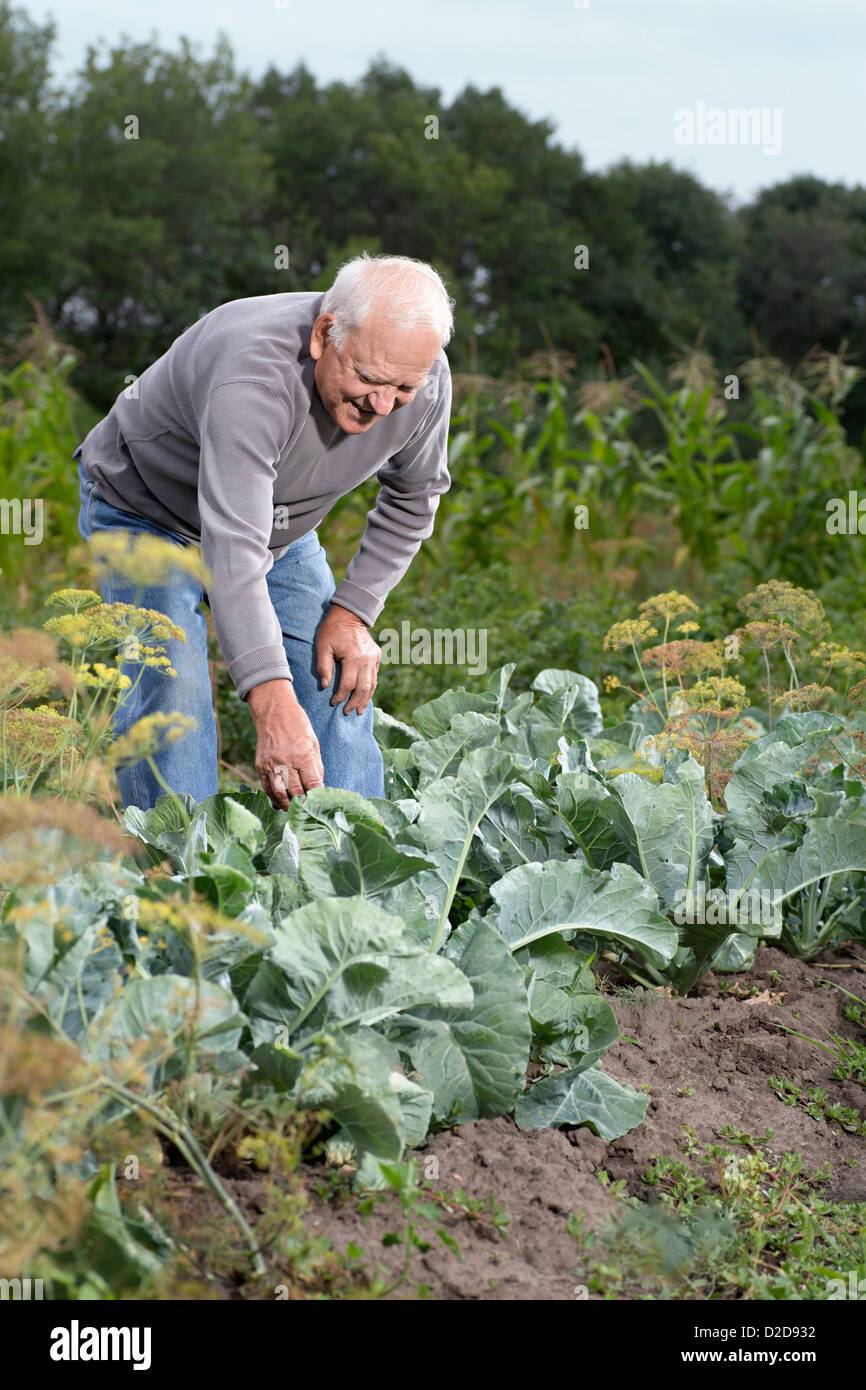 Ein senior Mann beugte um eine Pflanze in seinem Garten inspizieren Stockfoto
