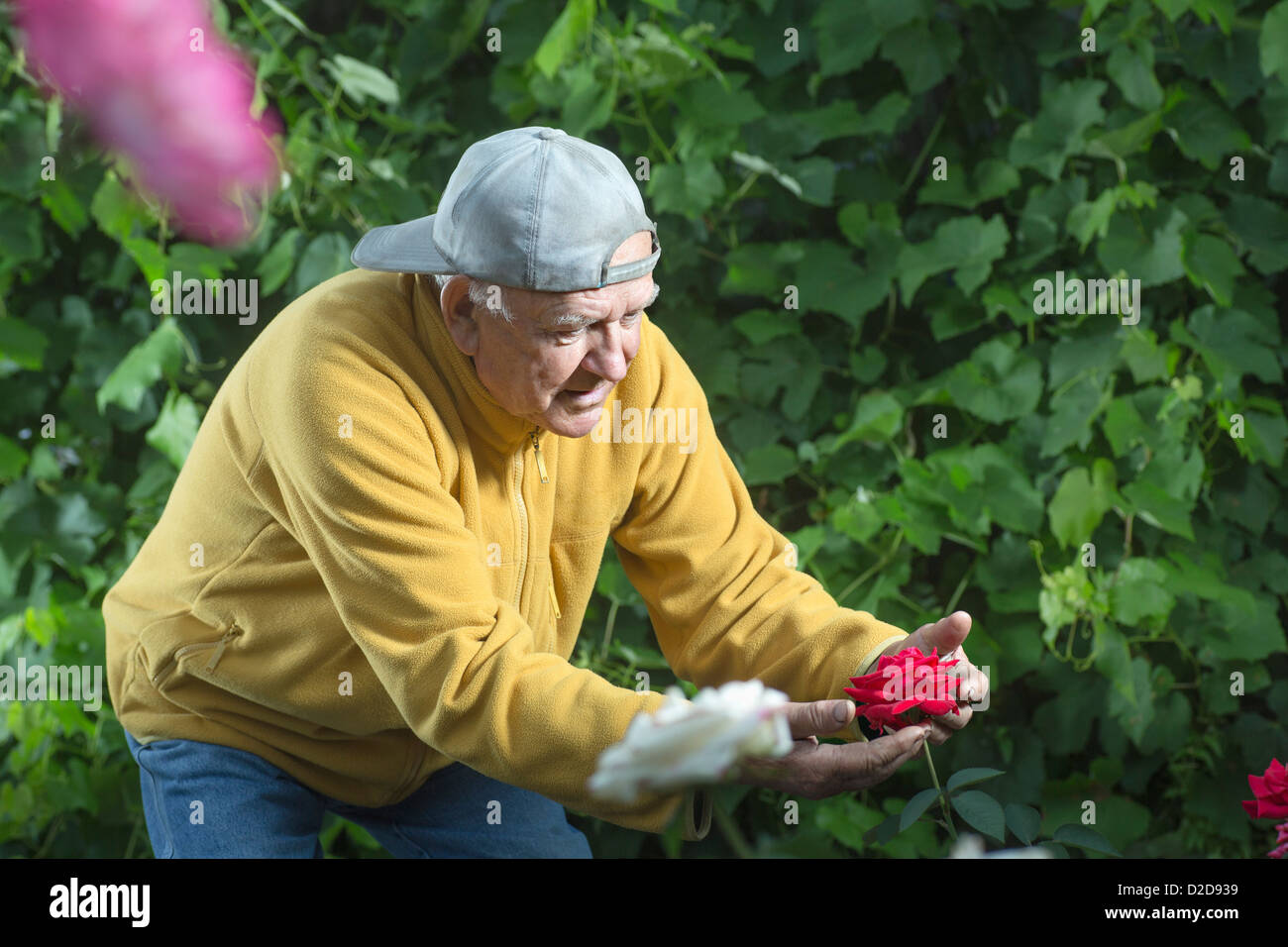 Ein senior Mann hält eine Rose sorgfältig während der Prüfung es in seinem Garten Stockfoto