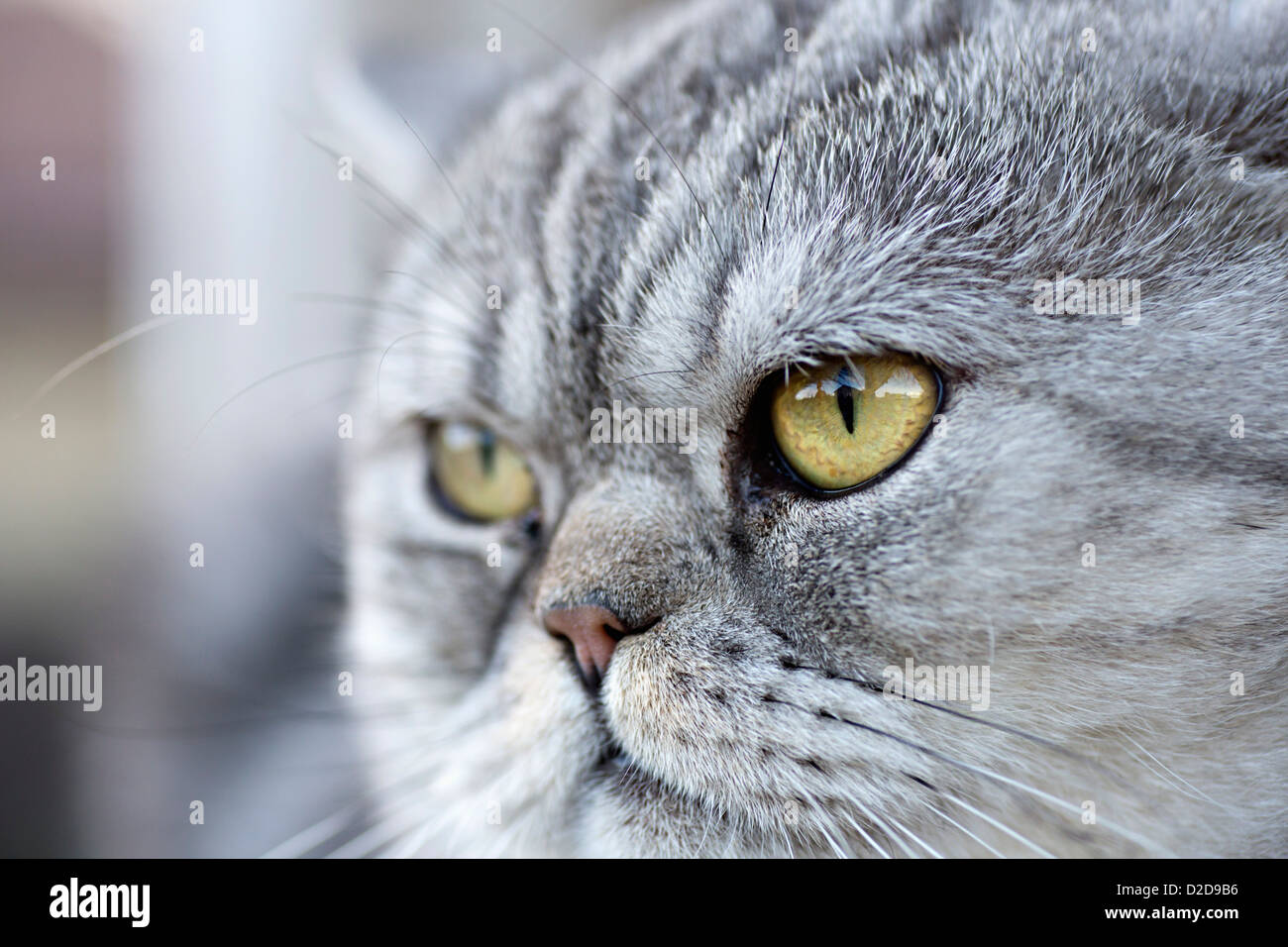 Eine graue Hauskatze neugierig wegschauen Stockfoto
