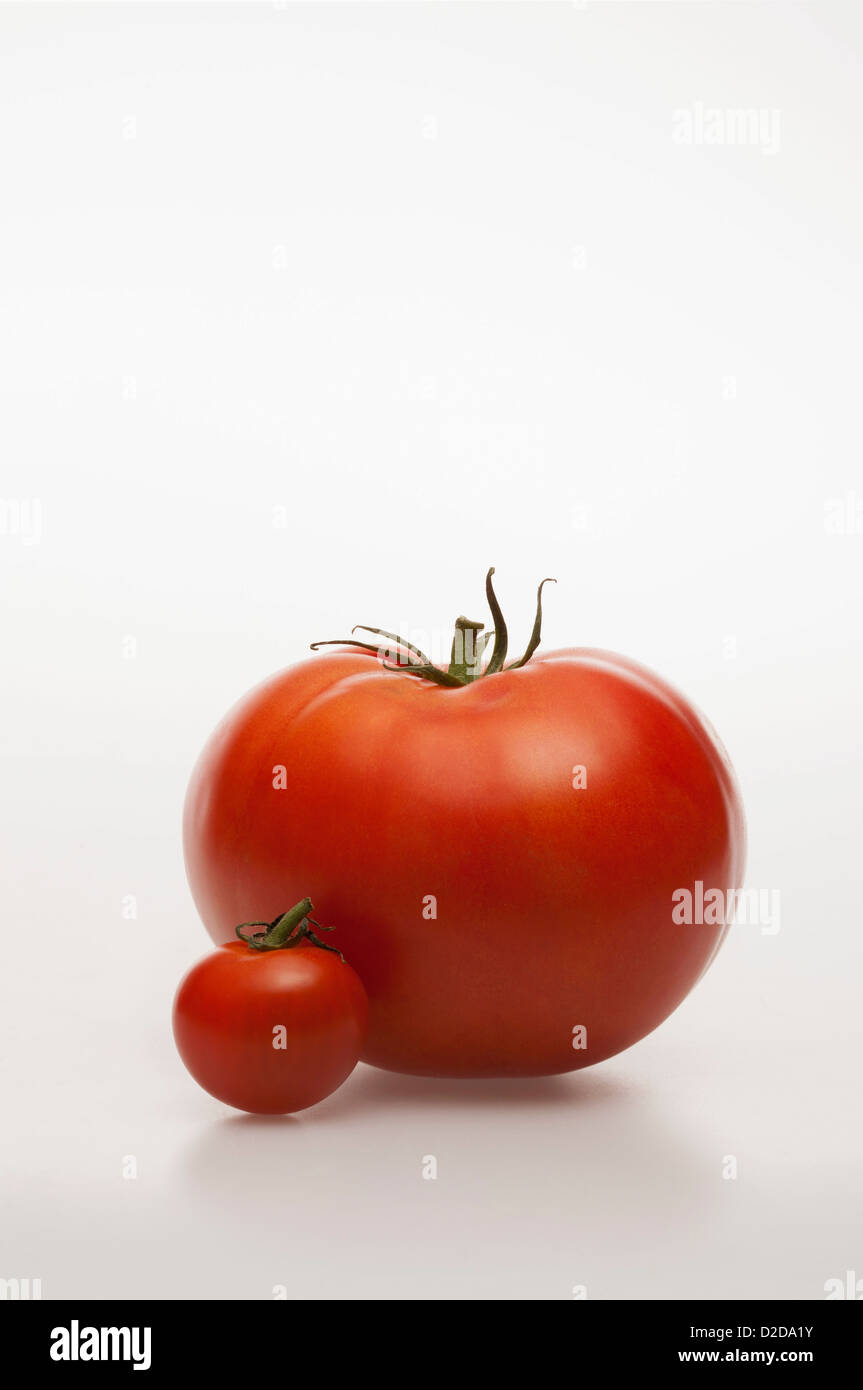 Eine wirklich kleine Tomaten neben eine wirklich große Tomate Stockfoto