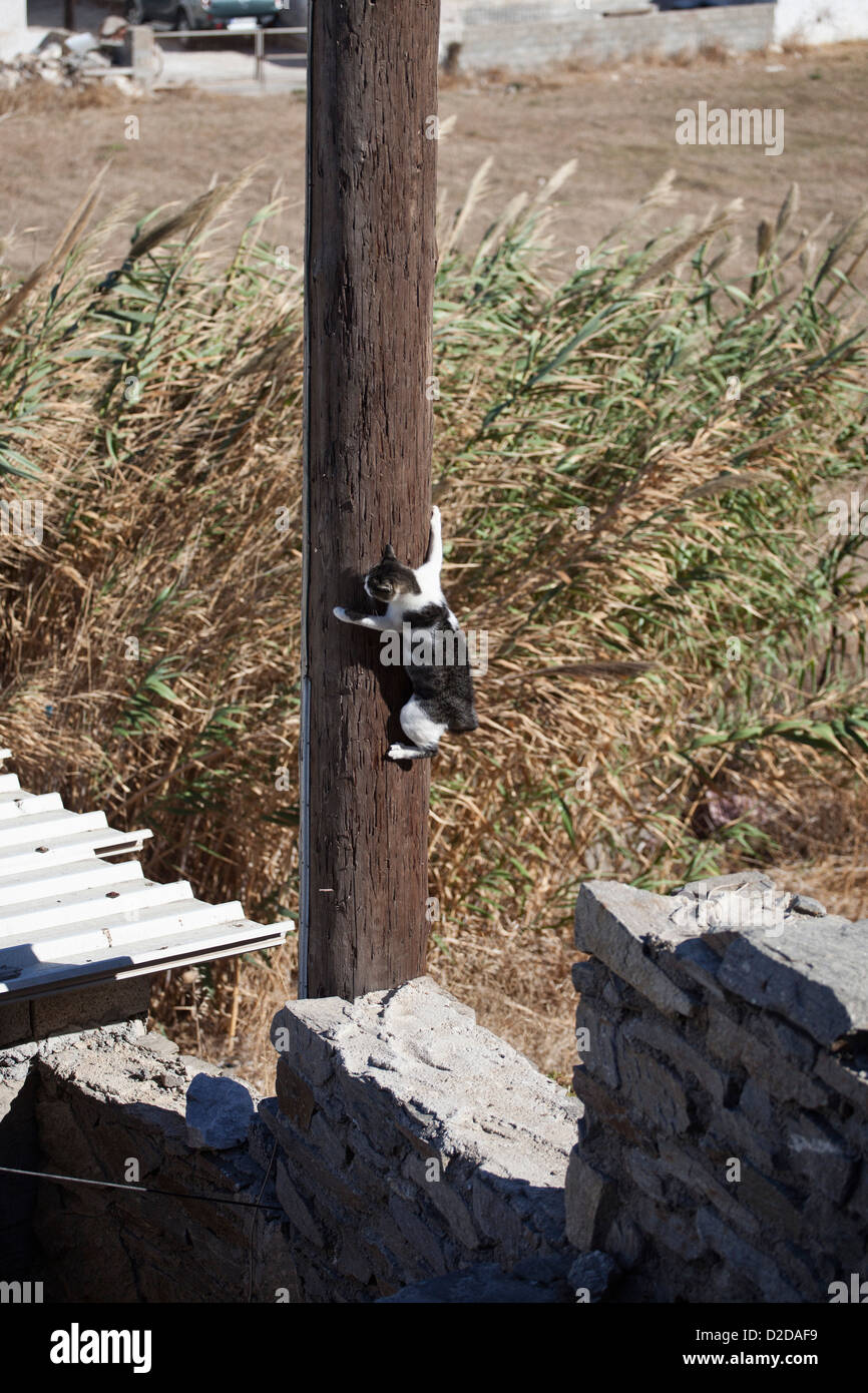 Katze festhalten um telegraph pole Stockfoto