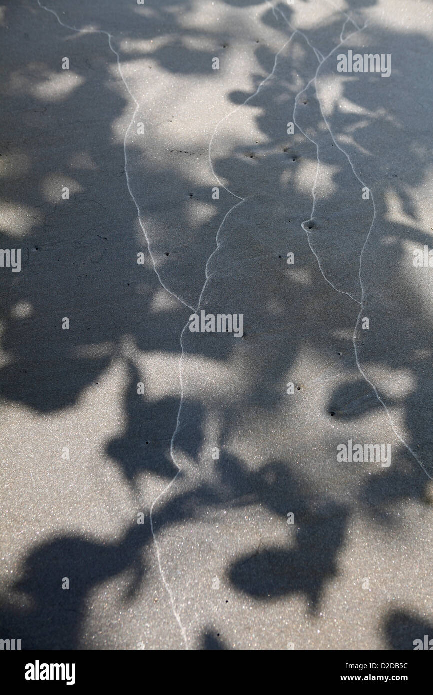 Sonne wirft den Schatten eines Baumes auf asphalt Stockfoto