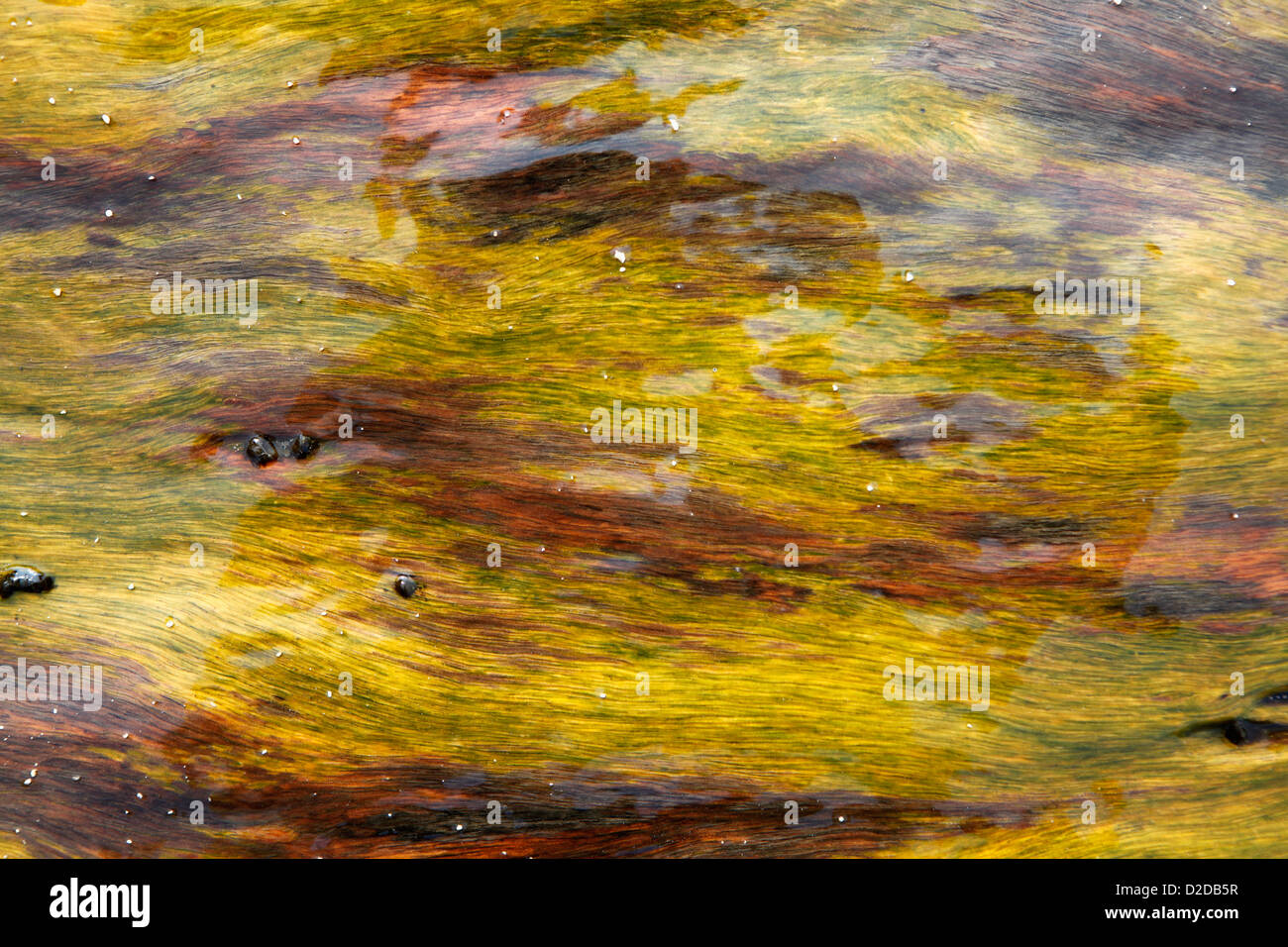 Algen im Wasser, full-frame Stockfoto