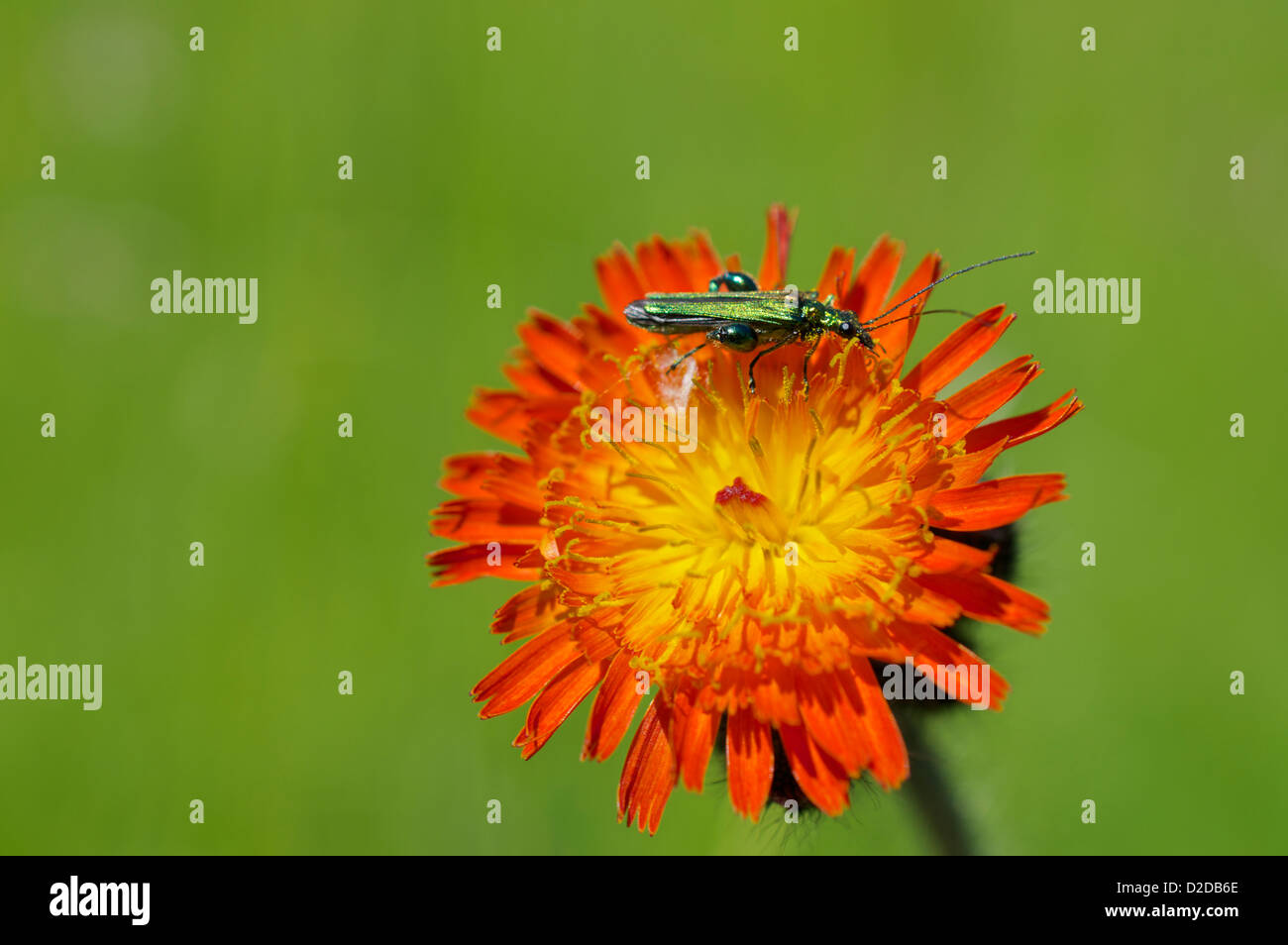 Oedemera Nobilis der dicken Beinen Blume Käfer auf Orange Habichtskraut Stockfoto
