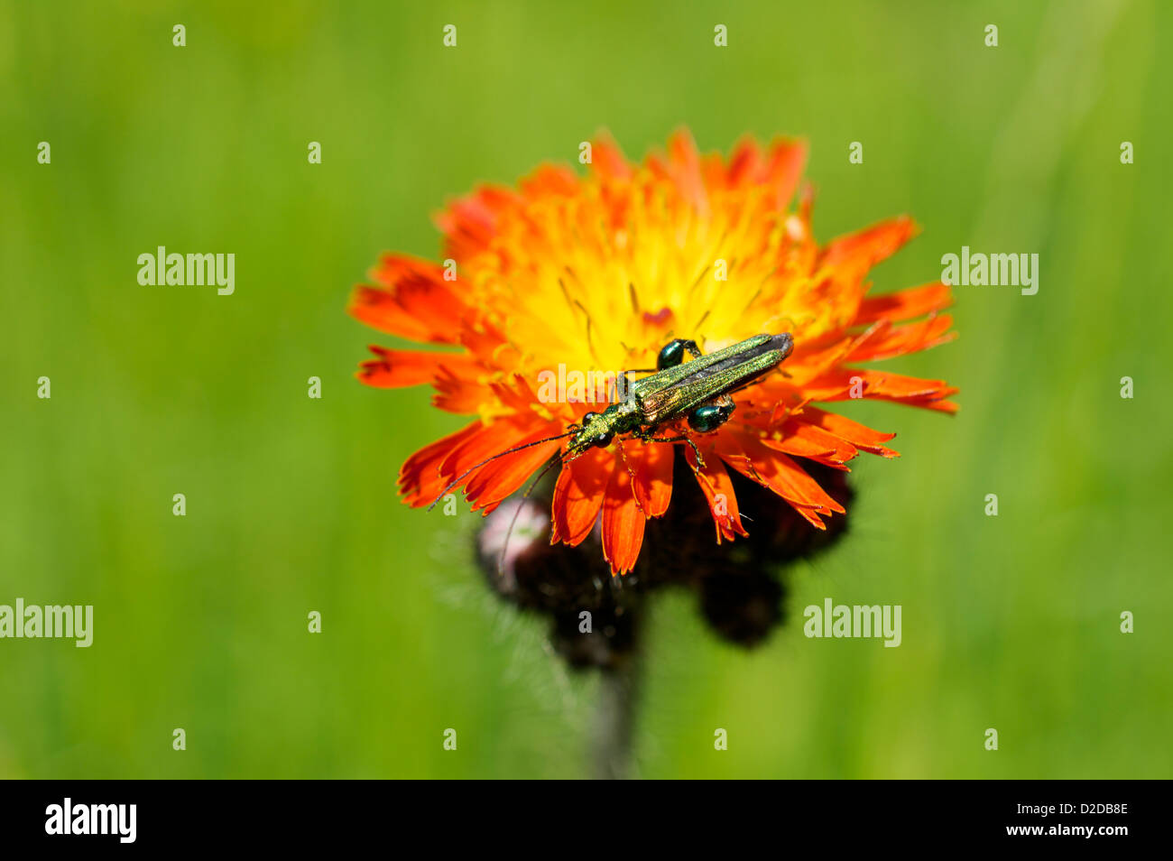 Oedemera Nobilis oder dicken Beinen Blume Käfer auf Habichtskraut Stockfoto