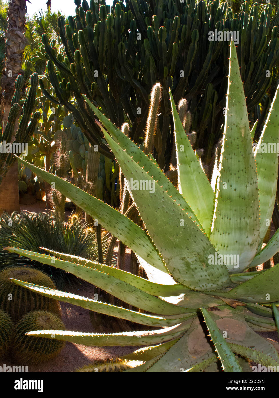 Seltene Pflanzenarten gedeihen in den wunderschön gestalteten und erhaltene Jardin Majorelle, Marrakesch, Marokko Stockfoto