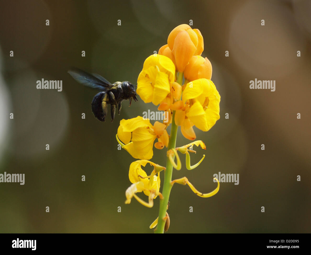 Große schwarze tropischen Biene schwebt leuchtend gelbe Blume in Negombo Sri Lanka Suche nach Nektar und pollen Stockfoto