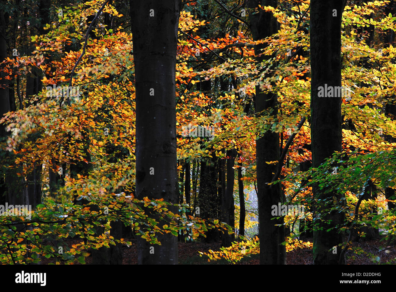 Goldene Blätter auf Buche Bäume im Herbst UK Stockfoto