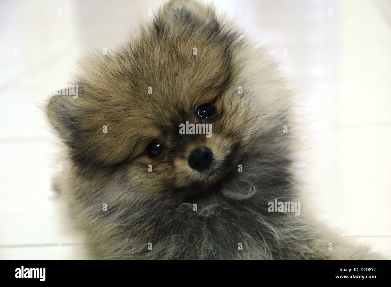 Deutscher Zwergspitz Stockfoto