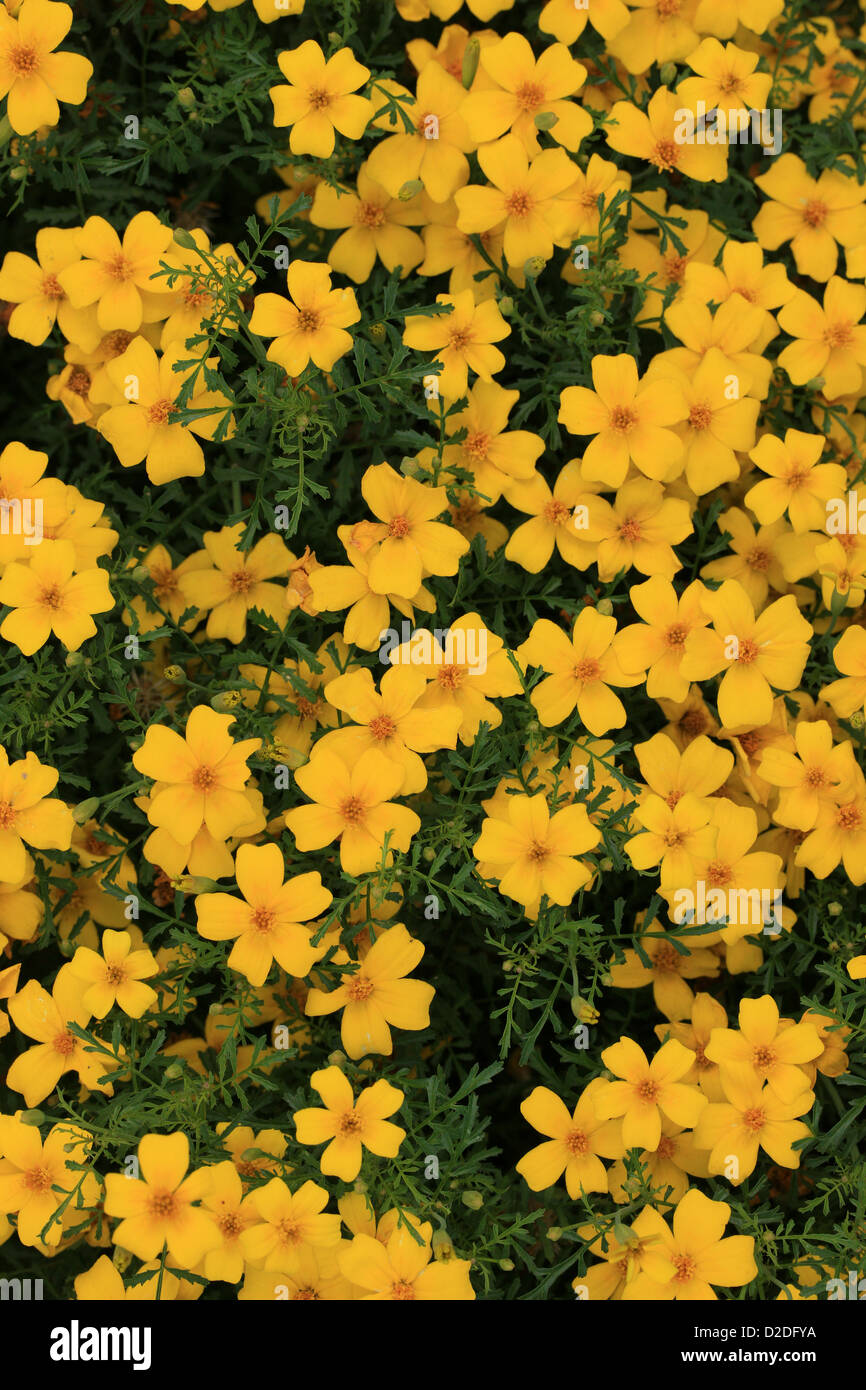 Zitrone Ringelblume, Signet Ringelblume, Tagetes Tenuifolia Sy Tagetes Signata, Asteraceae. Stockfoto