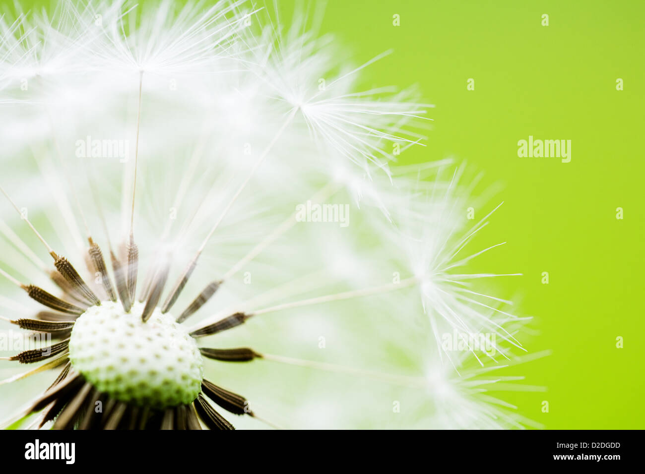 Uhr Löwenzahn Makroaufnahme einer sauberen grünen Hintergrund Stockfoto